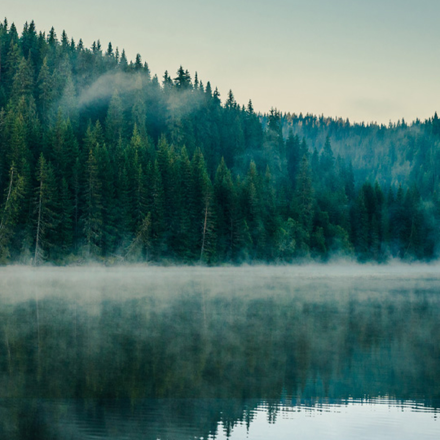 Bregal RIR 2022 Cover 540X720 misty forest and lake