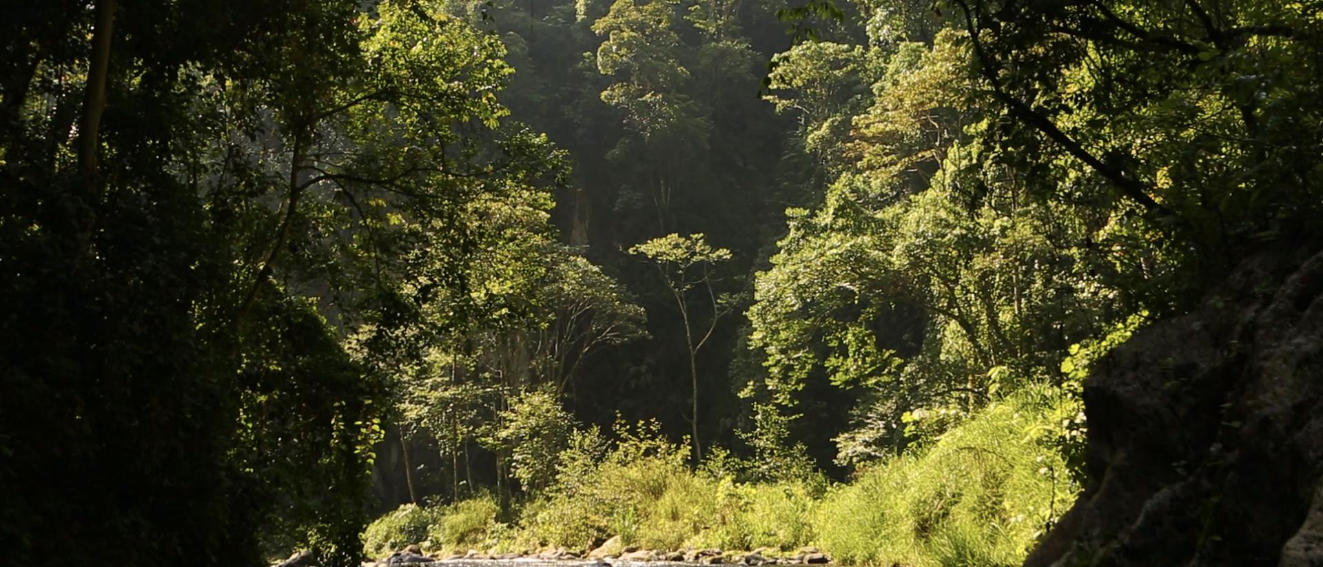 river and trees image