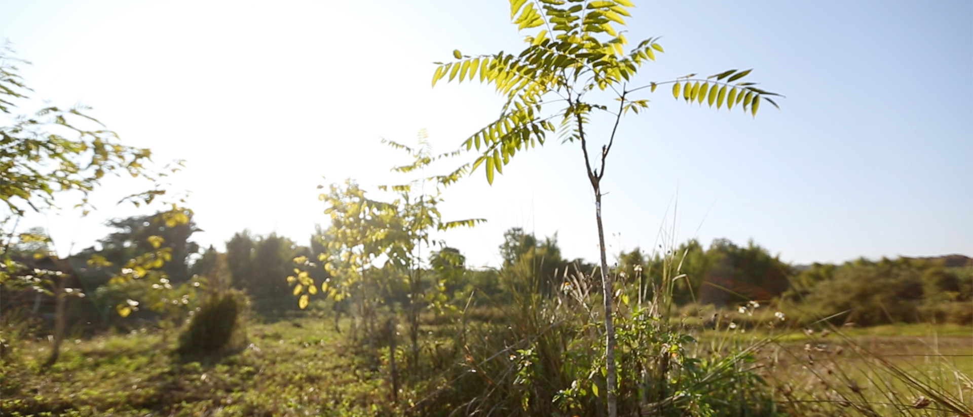 Image of plants in a field