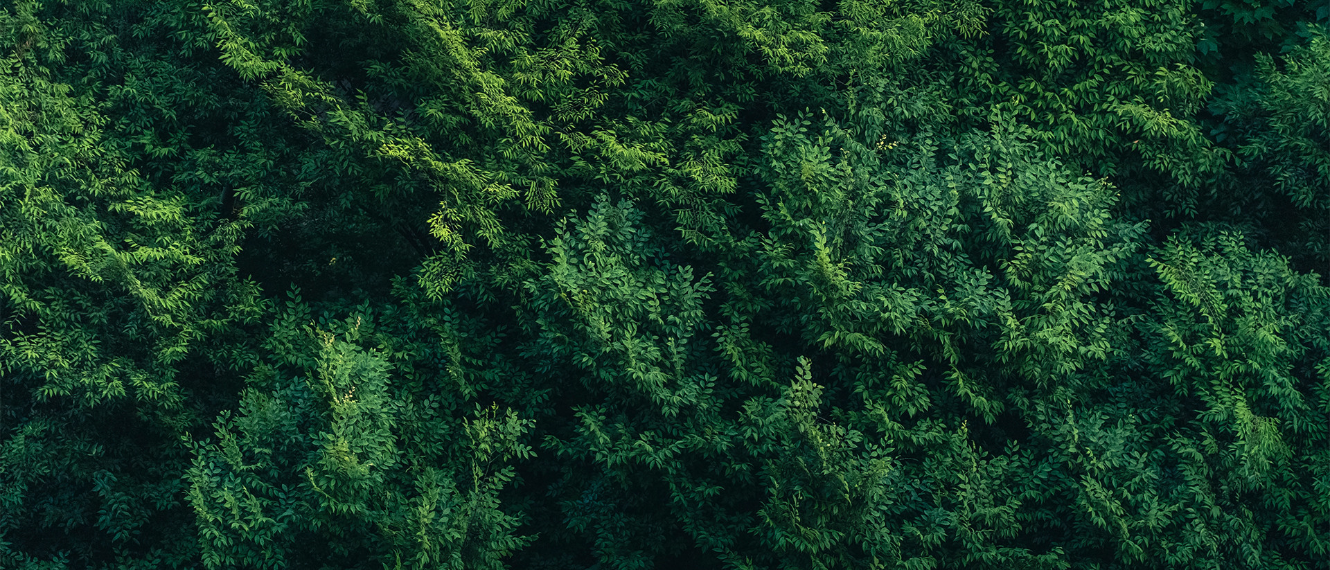 Generic Header 2 Aerial image of forest